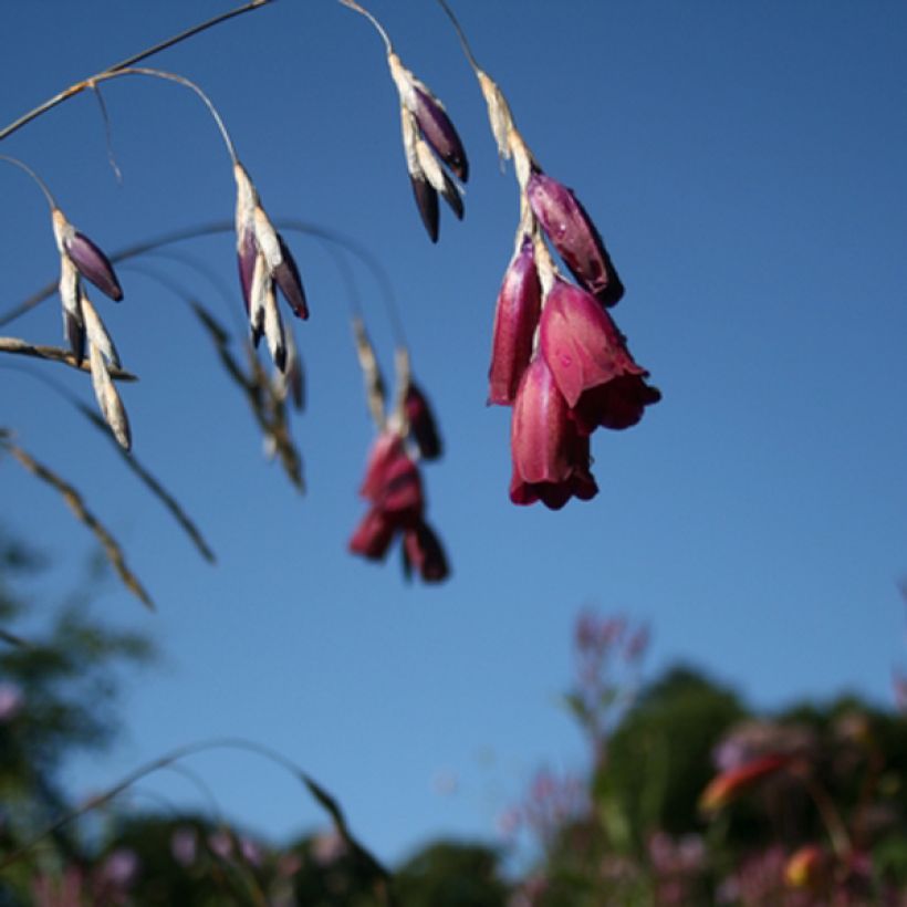 Dierama Blackberry Bells (Floração)