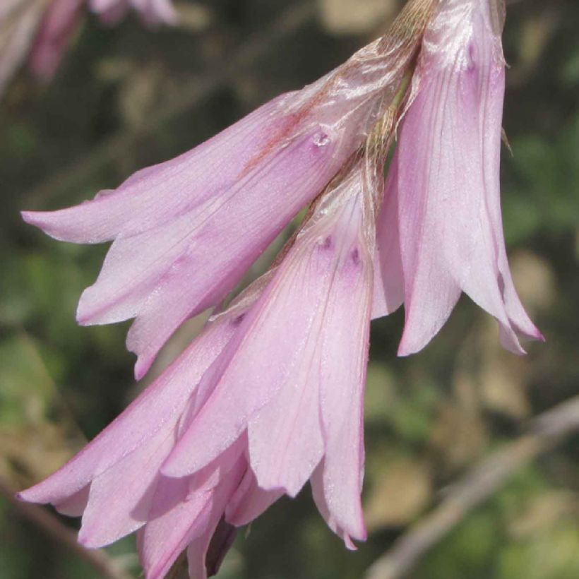 Dierama Pink Rocket (Floração)