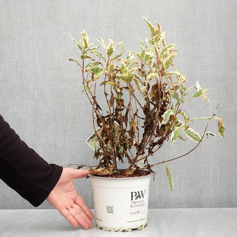 Amostra de Diervilla Kodiak Mixx Vaso de 3 L/4 L tal como entregue no outono