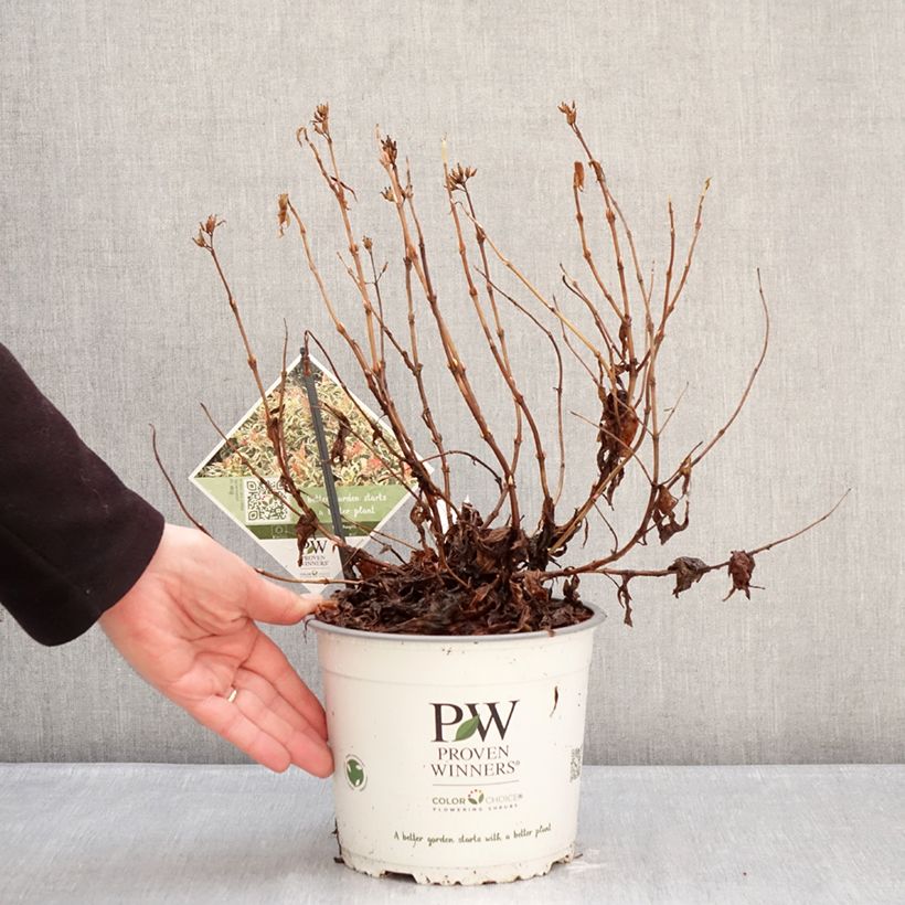 Amostra de Diervilla Kodiak Mixx Vaso de 3 L/4 L tal como entregue no inverno