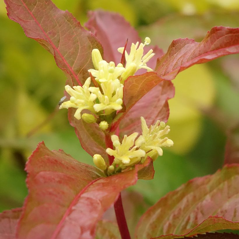 Diervilla Kodiak Orange (Floração)