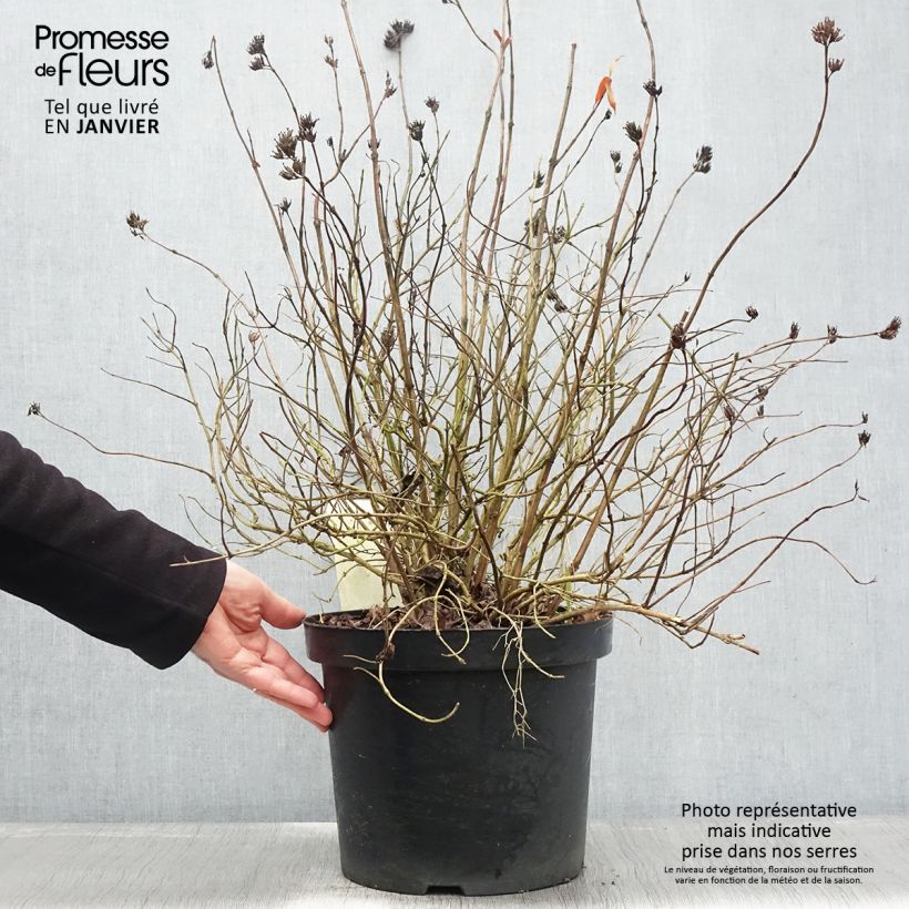 Amostra de Diervilla rivularis Honeybee Vaso de 7,5 L/10 L tal como entregue no inverno