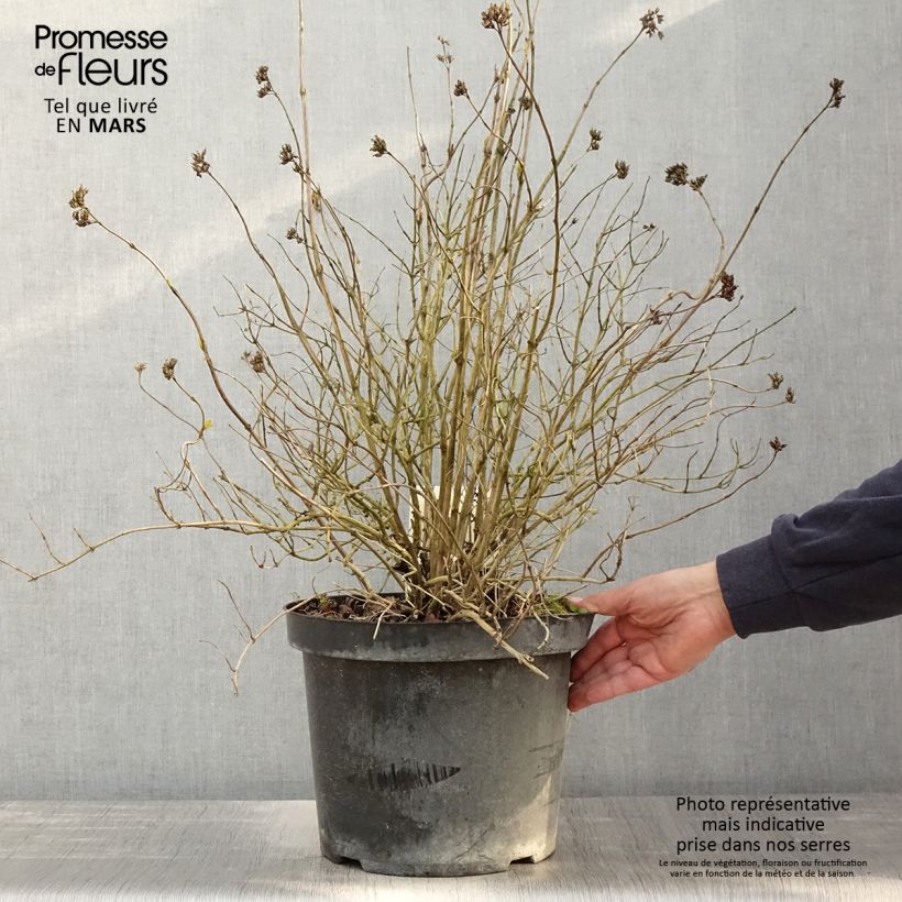 Amostra de Diervilla rivularis Honeybee Vaso de 7,5 L/10 L tal como entregue na primavera