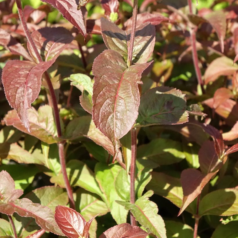 Diervilla rivularis Troja Black (Folhagem)