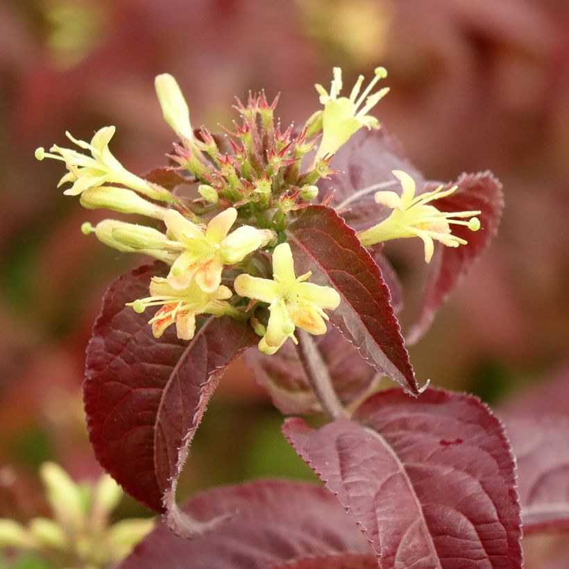 Diervilla rivularis Troja Black (Floração)