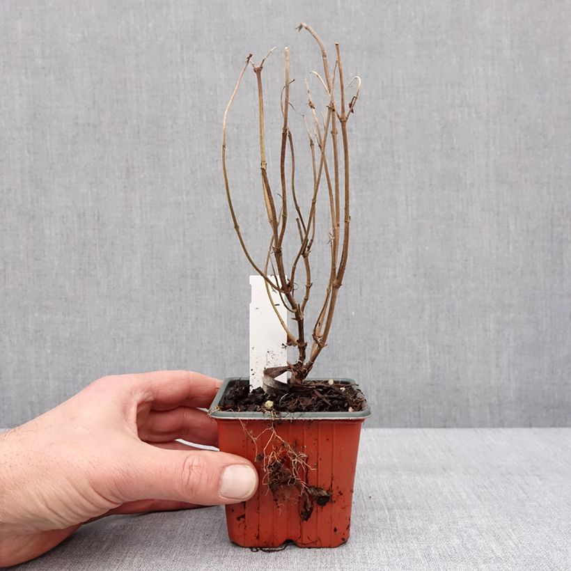 Amostra de Diervilla rivularis Troja Black Vaso de 8/9 cm tal como entregue no inverno