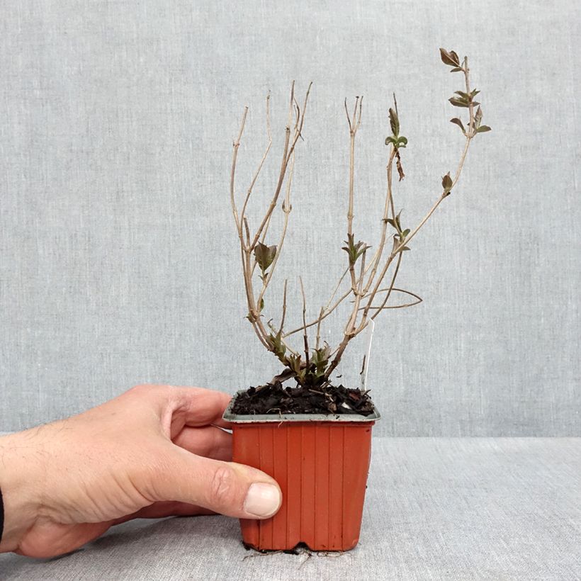 Amostra de Diervilla rivularis Troja Black Vaso de 8/9 cm tal como entregue na primavera