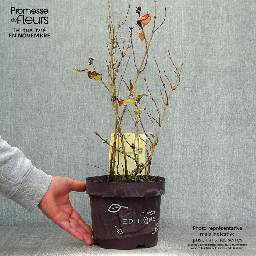 Amostra de Diervilla sessilifolia Cool Splash Vaso de 3 L/4 L tal como entregue no outono
