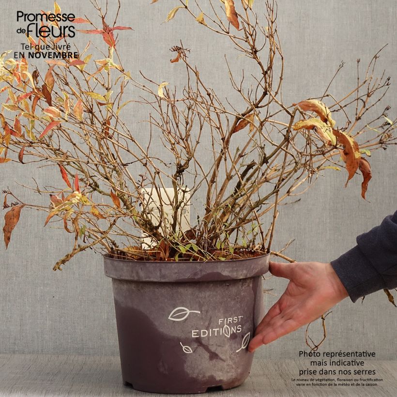 Amostra de Diervilla sessilifolia Cool Splash Vaso de 7,5 L/10 L tal como entregue no outono