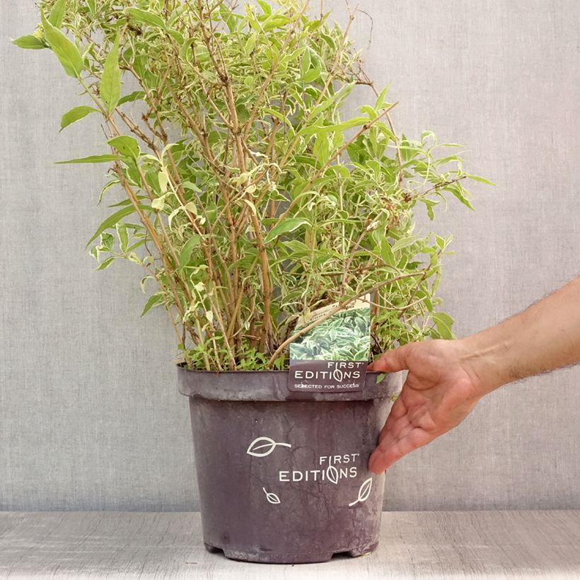 Amostra de Diervilla sessilifolia Cool Splash Vaso de 7,5 L/10 L tal como entregue no verão