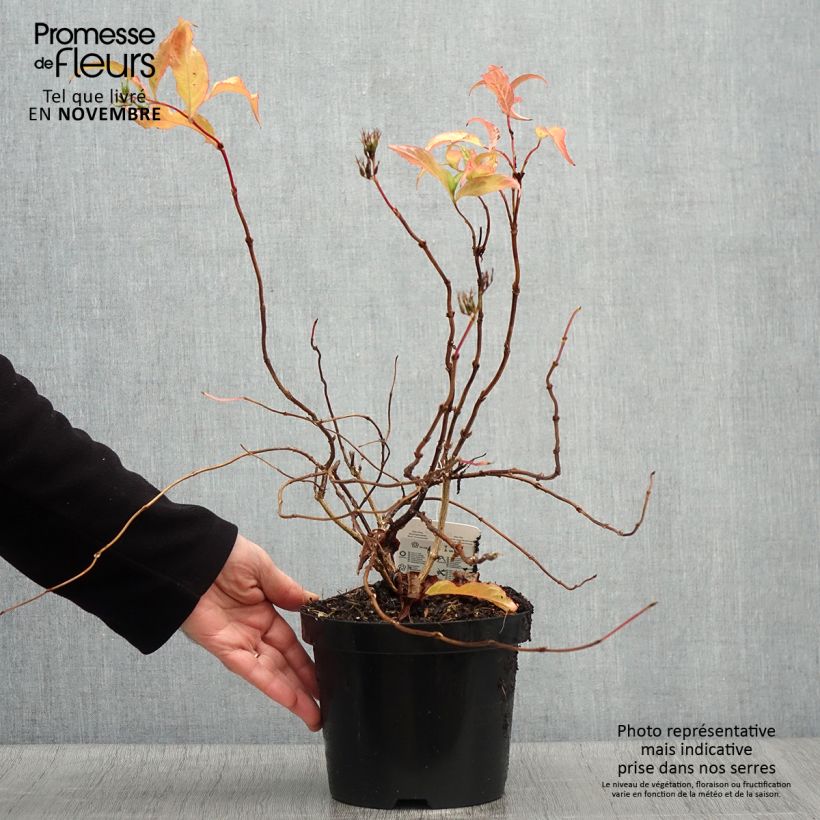 Amostra de Diervilla × splendens Vaso de 2 L/3 L tal como entregue no outono