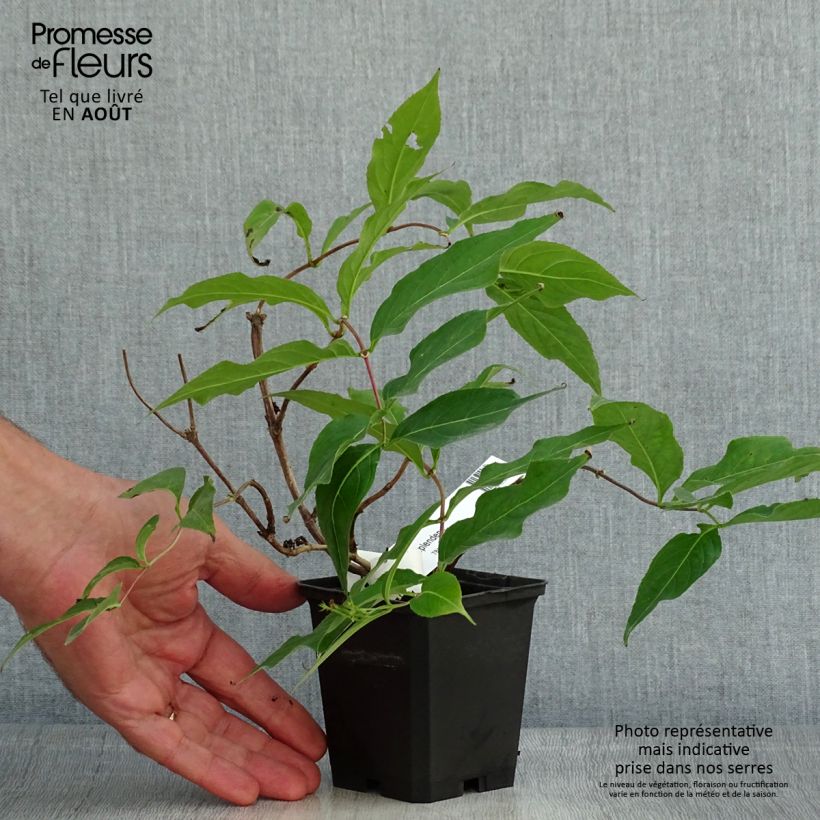 Amostra de Diervilla × splendens Vaso de 8/9 cm tal como entregue no verão