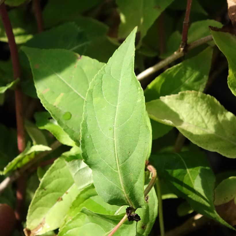 Diervilla splendens Honey Surprise (Folhagem)