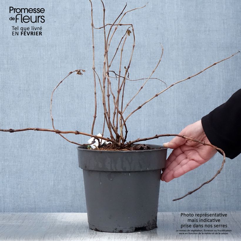 Amostra de Diervilla splendens Honey Surprise - Diervillée Vaso de 4 L/5 L tal como entregue no inverno