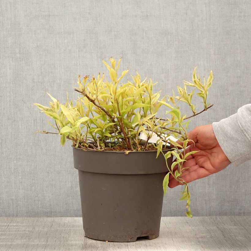 Amostra de Diervilla splendens Honey Surprise Vaso de 4 L/5 L tal como entregue na primavera