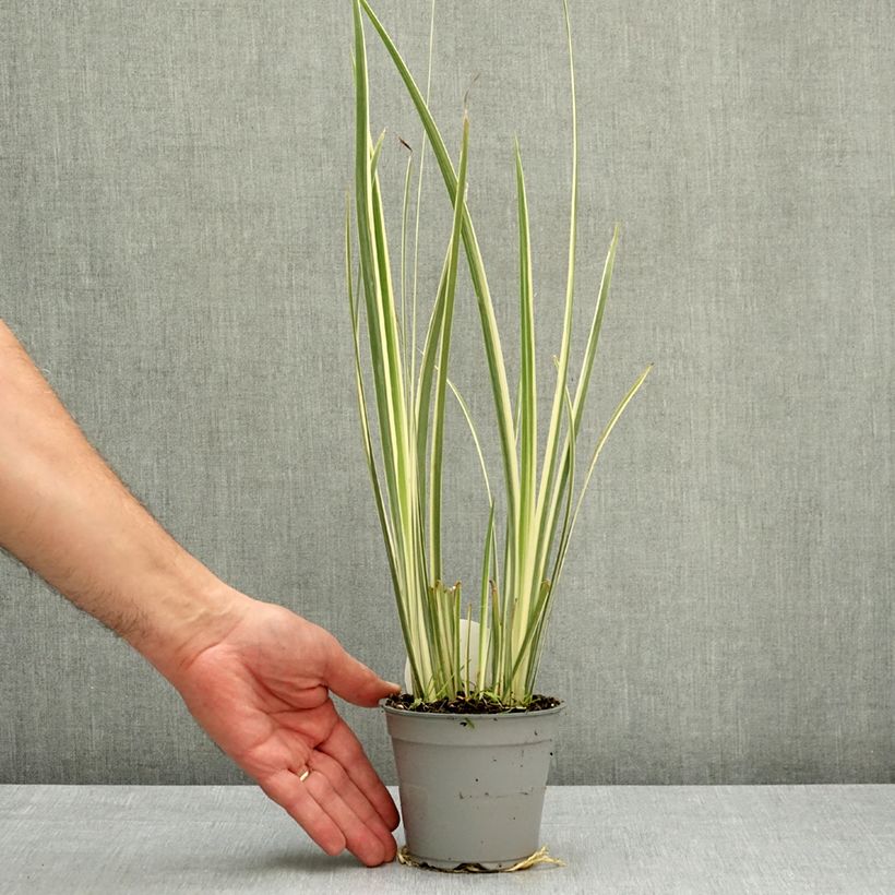 Amostra de Dietes bicolor Milky Way Vaso de 12 cm/13 cm tal como entregue na primavera