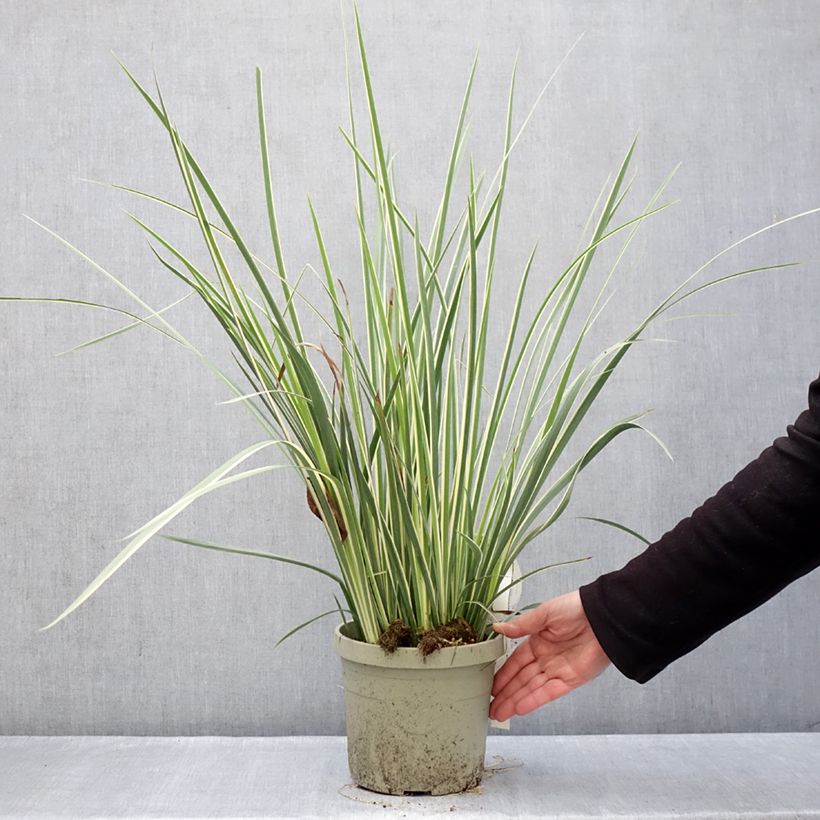 Amostra de Dietes bicolor Milky Way Vaso de 3 L/4 L tal como entregue no inverno