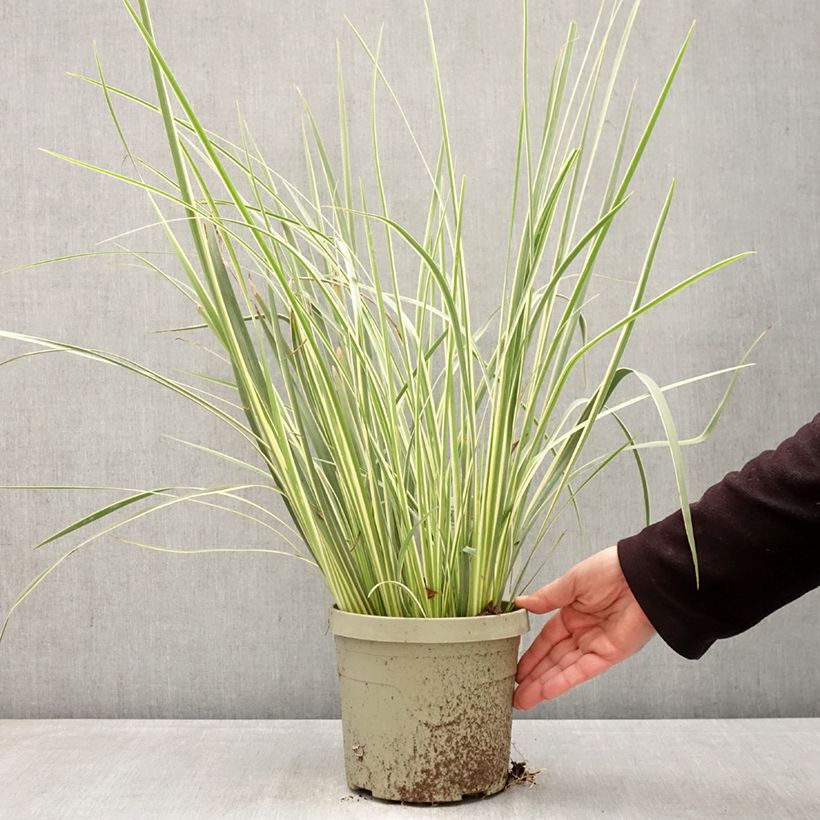 Amostra de Dietes bicolor Milky Way Vaso de 3 L/4 L tal como entregue na primavera