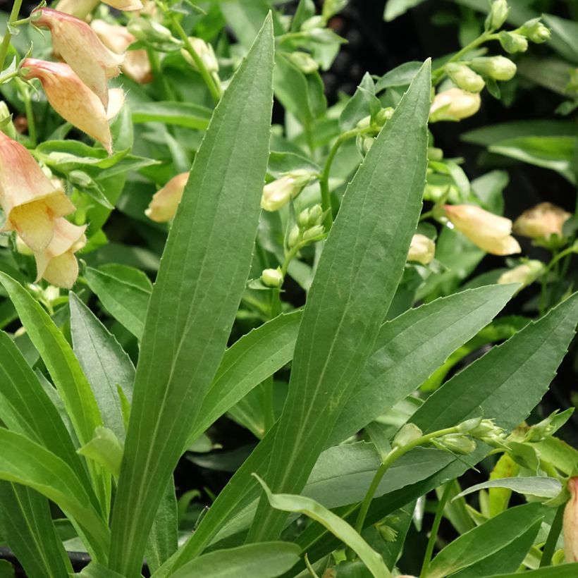 Digitalis híbrida Goldcrest (Folhagem)