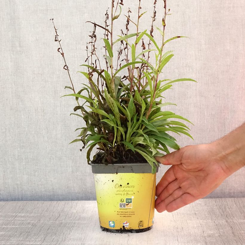 Amostra de Digitalis híbrida Goldcrest Vaso de 1,5 L/2 L tal como entregue no verão