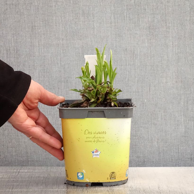 Amostra de Digitalis híbrida Goldcrest Vaso de 1,5 L/2 L tal como entregue na primavera