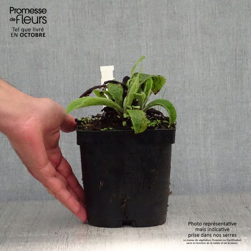 Amostra de Digitalis × mertonensis Vaso de 2 L/3 L tal como entregue no outono