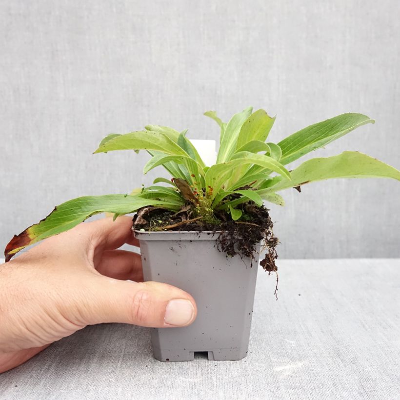 Amostra de Digitalis parviflora Vaso de 8/9 cm tal como entregue no outono
