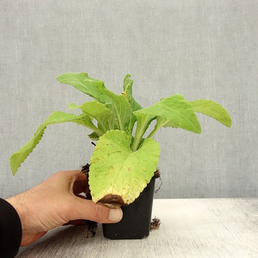 Amostra de Digitalis purpurea Monstrosa Vaso de 8/9 cm tal como entregue no outono