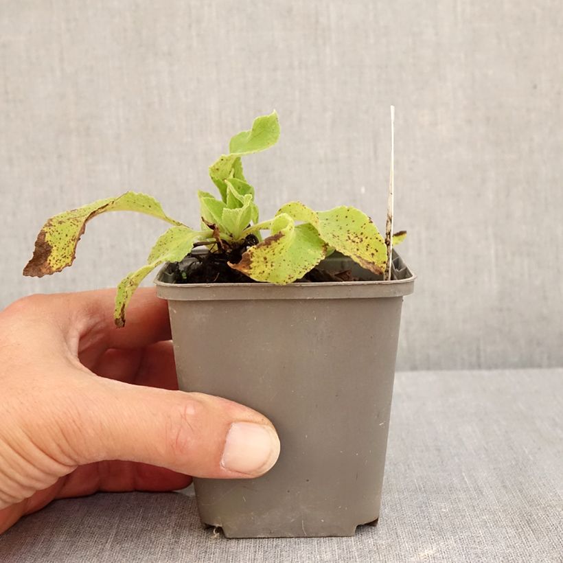 Amostra de Digitalis purpurea Monstrosa Vaso de 8/9 cm tal como entregue no verão