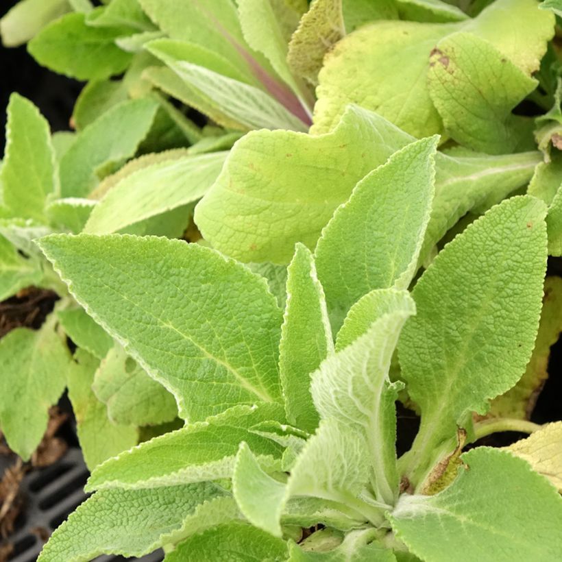 Digitalis purpurea Monstrosa (Folhagem)