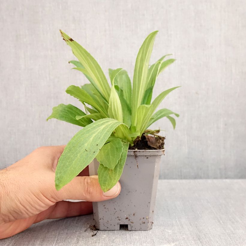 Amostra de Digitalis ferruginea Gigantea Vaso de 8/9 cm tal como entregue no outono