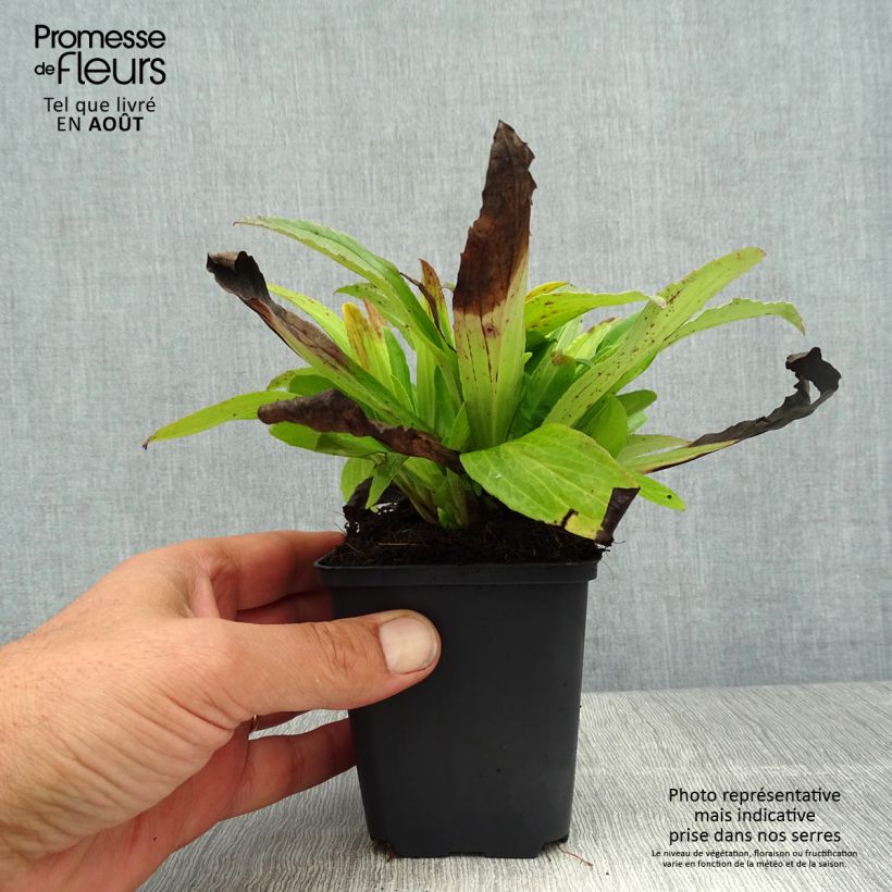 Amostra de Digitalis ferruginea Gigantea Vaso de 8/9 cm tal como entregue no verão