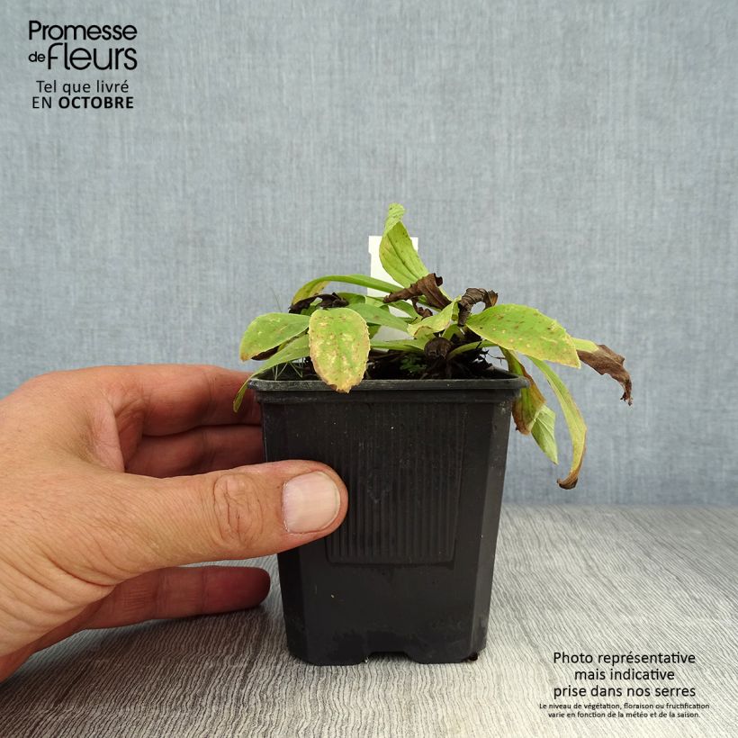 Amostra de Dedaleira Amarela Vaso de 8/9 cm tal como entregue no outono