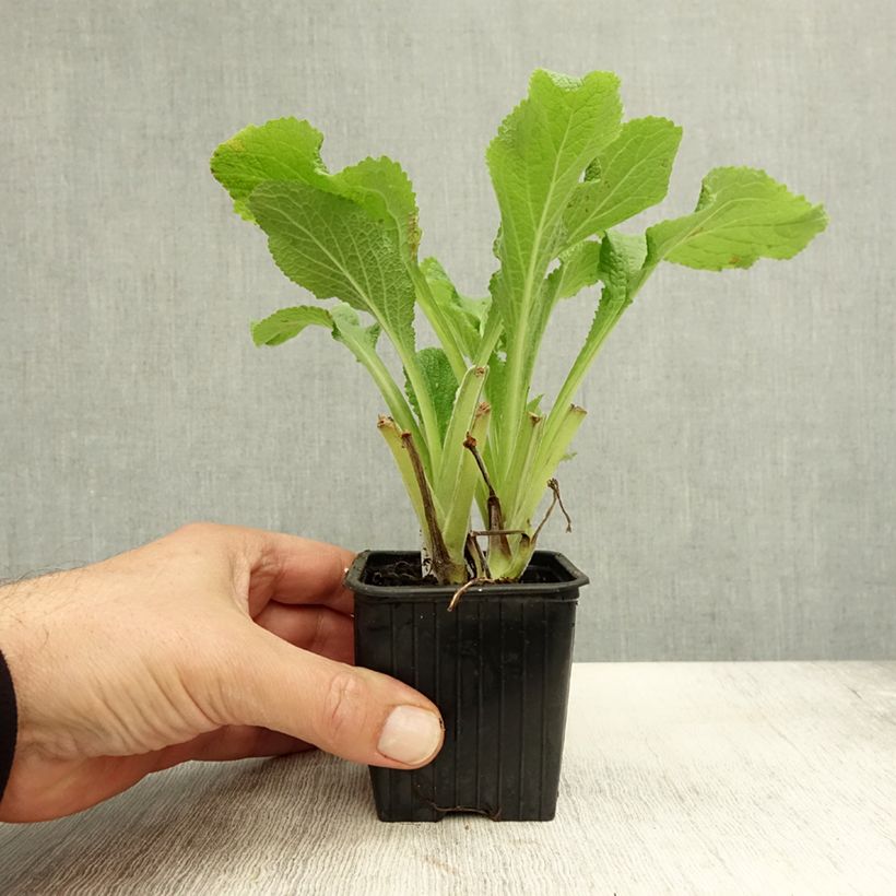 Amostra de Digitalis laevigata Alba - Dedaleira Vaso de 8/9 cm tal como entregue no outono