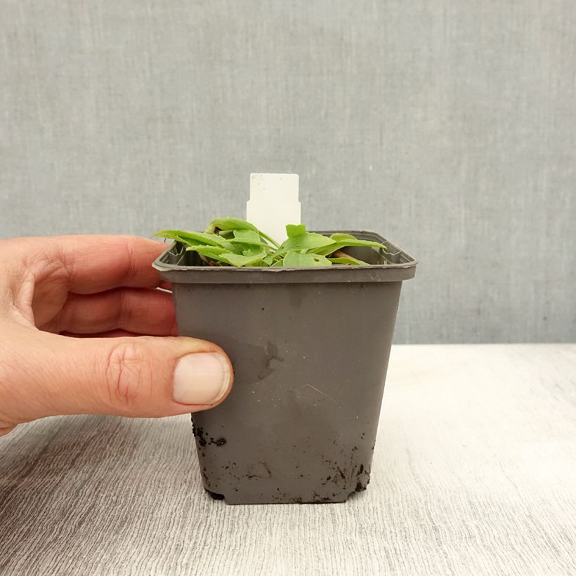 Amostra de Dedaleira Lanosa Bicolor Vaso de 8/9 cm tal como entregue no outono