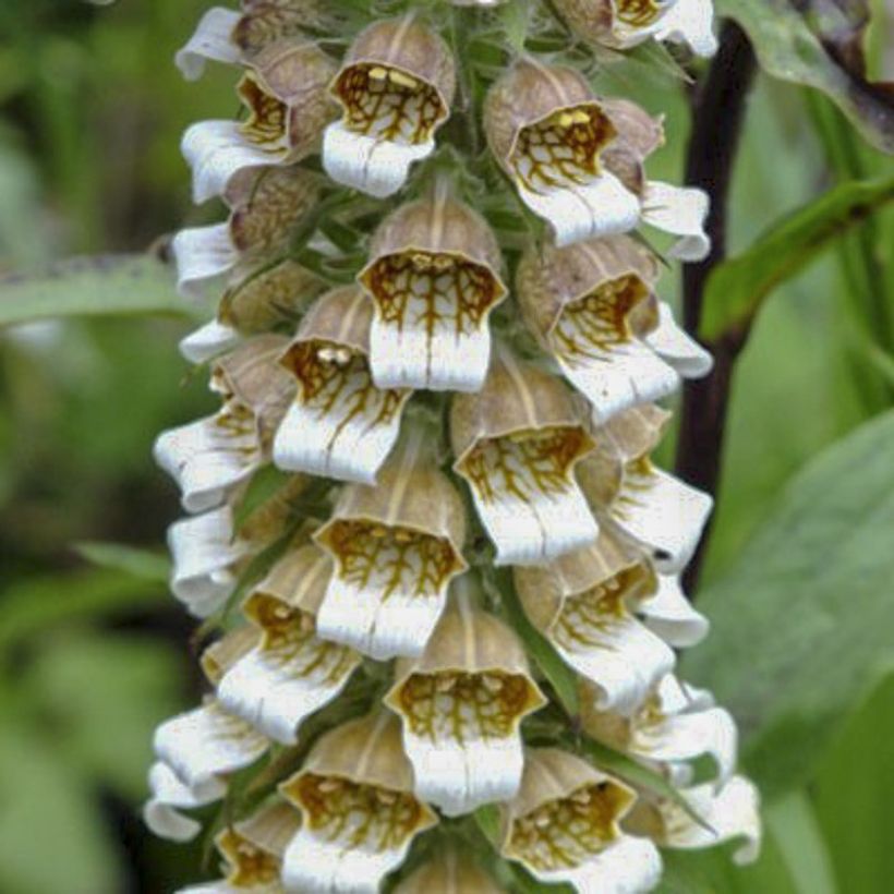 Digitalis lanata Café Crème (Floração)