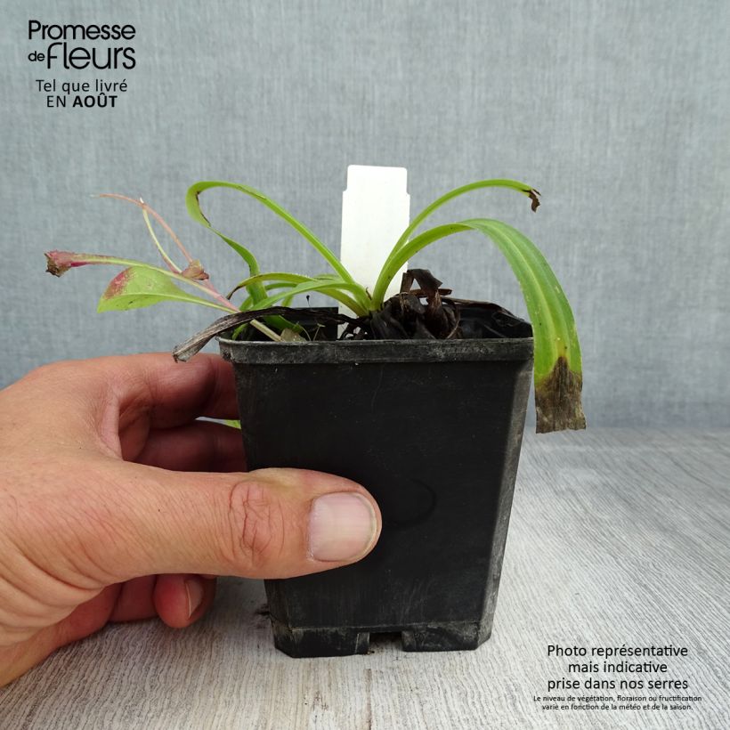 Amostra de Digitalis lanata Café Crème Vaso de 8/9 cm tal como entregue no verão