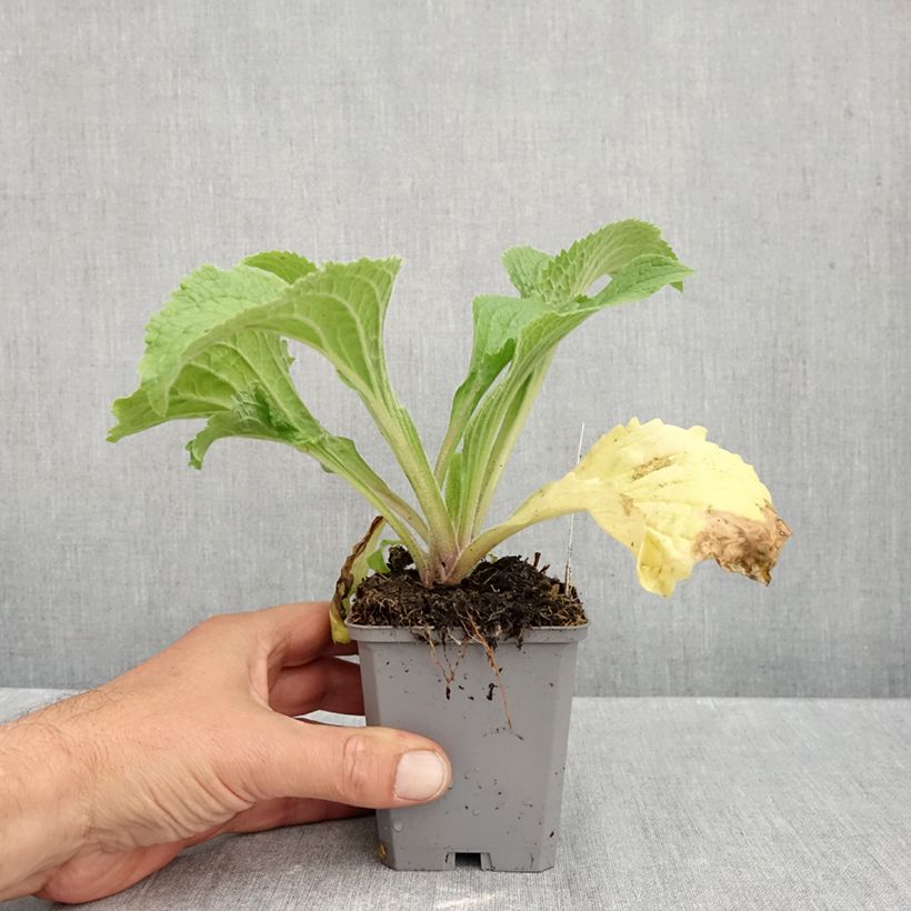 Amostra de Digitalis mertonensis Summer King Vaso de 8/9 cm tal como entregue no outono