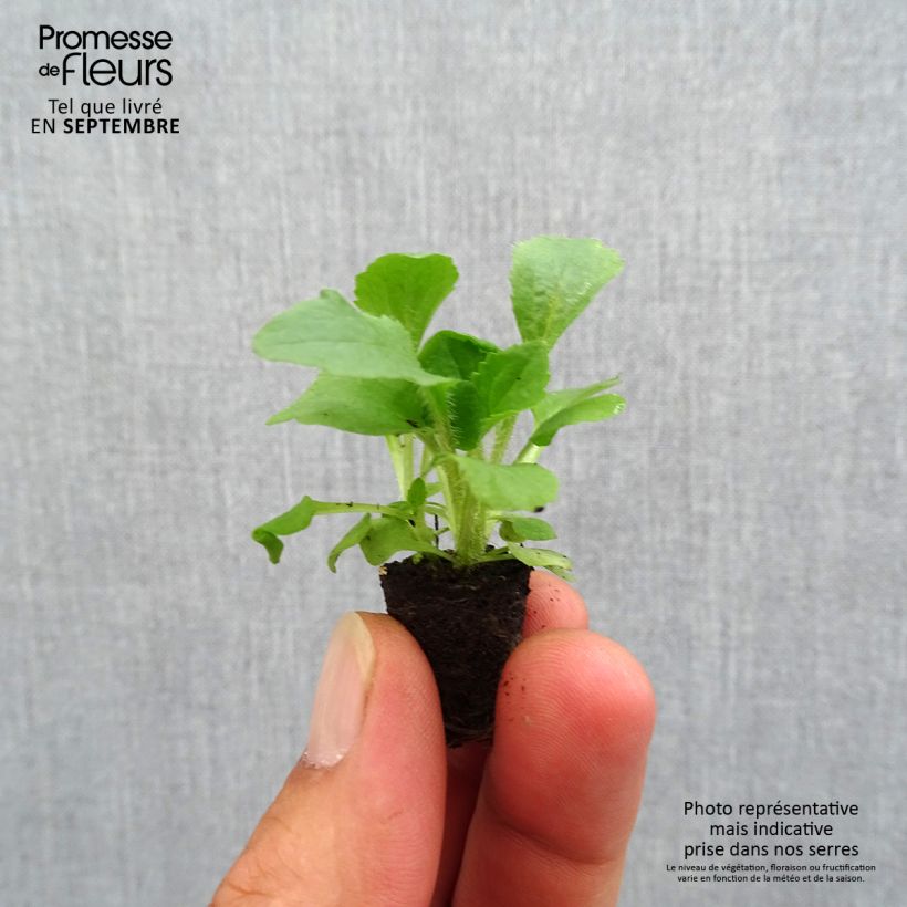 Amostra de Digitale mertonensis Summer King Mini-motte Ø 1,5/2,5 cm tal como entregue no outono