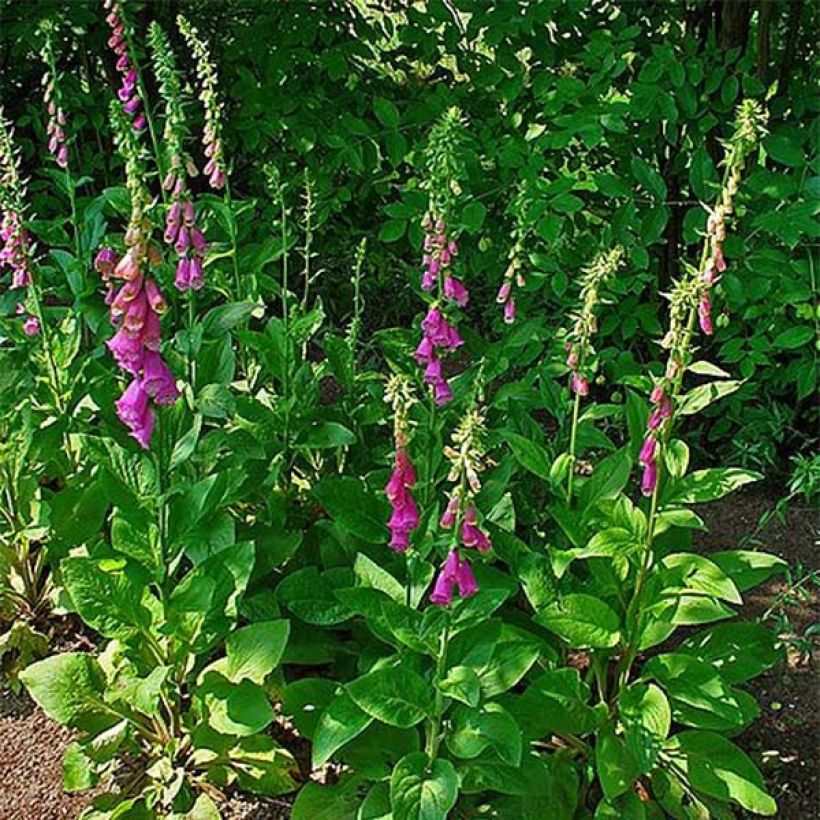 Digitalis purpurea (Hábito)