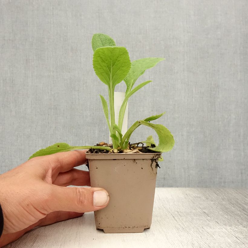 Amostra de Digitalis purpurea Vaso de 8/9 cm tal como entregue no verão