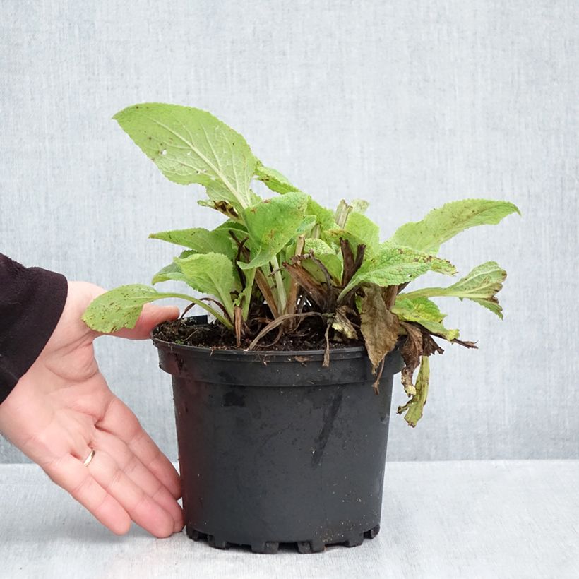 Amostra de Digitalis purpurea Vaso de 2 L/3 L tal como entregue no outono