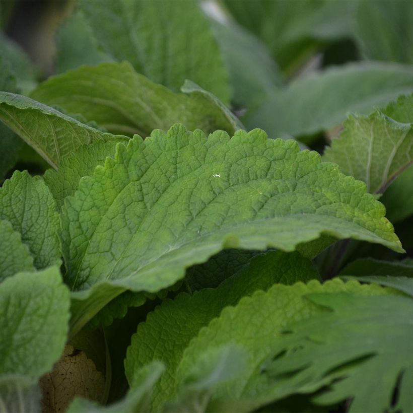 Digitalis purpurea Pam's Choice (Folhagem)