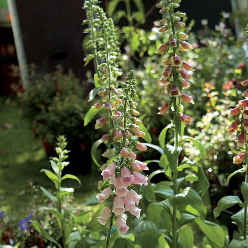 Digitalis purpurea Suttons Apricot (Floração)