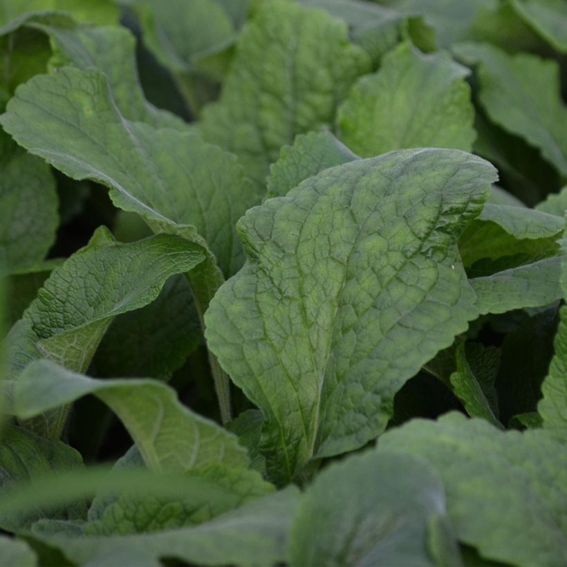 Digitalis purpurea Suttons Apricot (Folhagem)