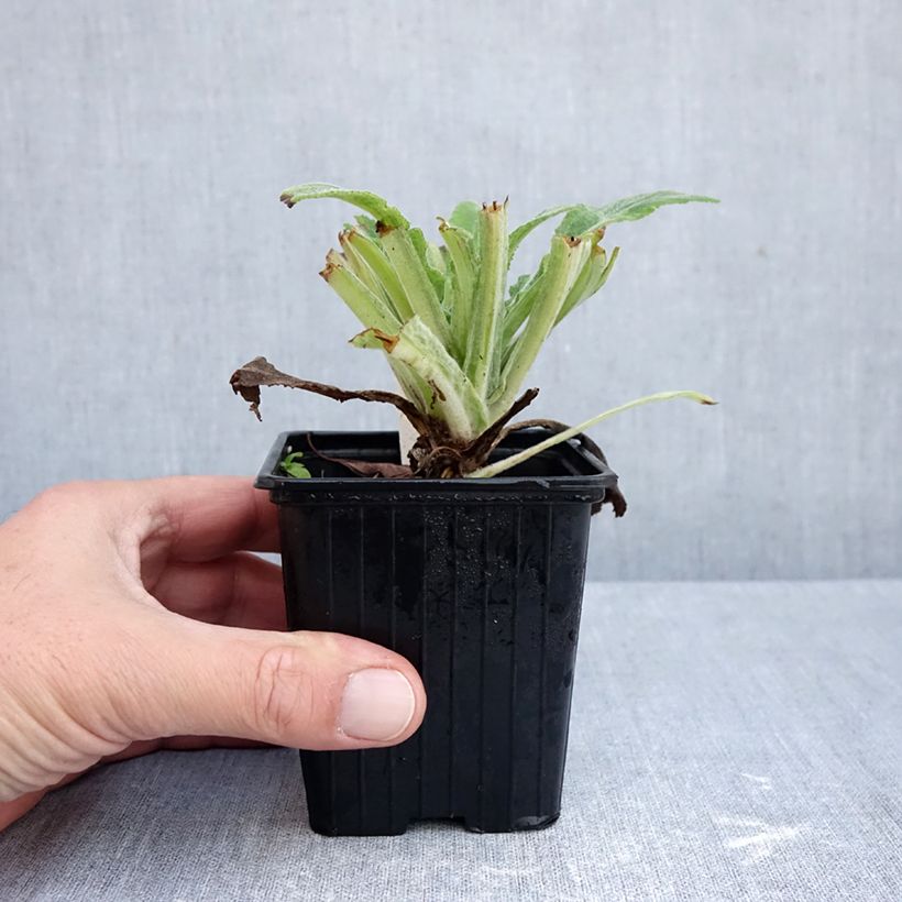 Amostra de Digitalis Apple Blossom Vaso de 8/9 cm tal como entregue no outono