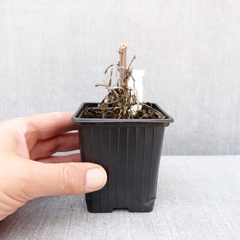 Amostra de Digitalis Apple Blossom - Digitale Vaso de 8/9 cm tal como entregue no inverno