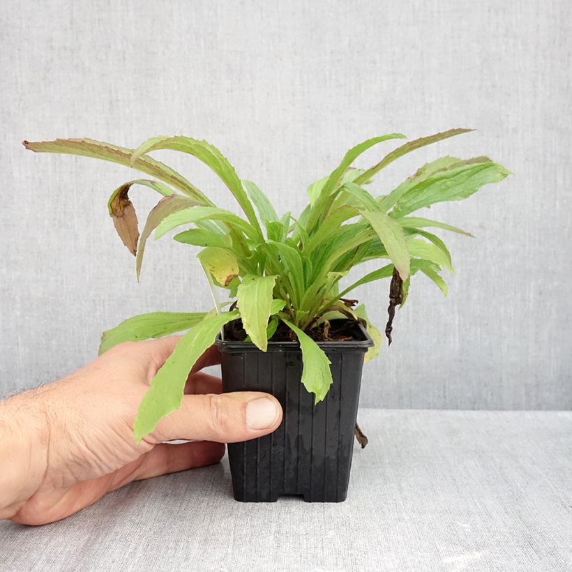 Amostra de Digitalis Glory of Roundway Vaso de 8/9 cm tal como entregue no outono