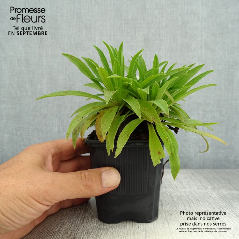Amostra de Digitalis Glory of Roundway Vaso de 8/9 cm tal como entregue no verão
