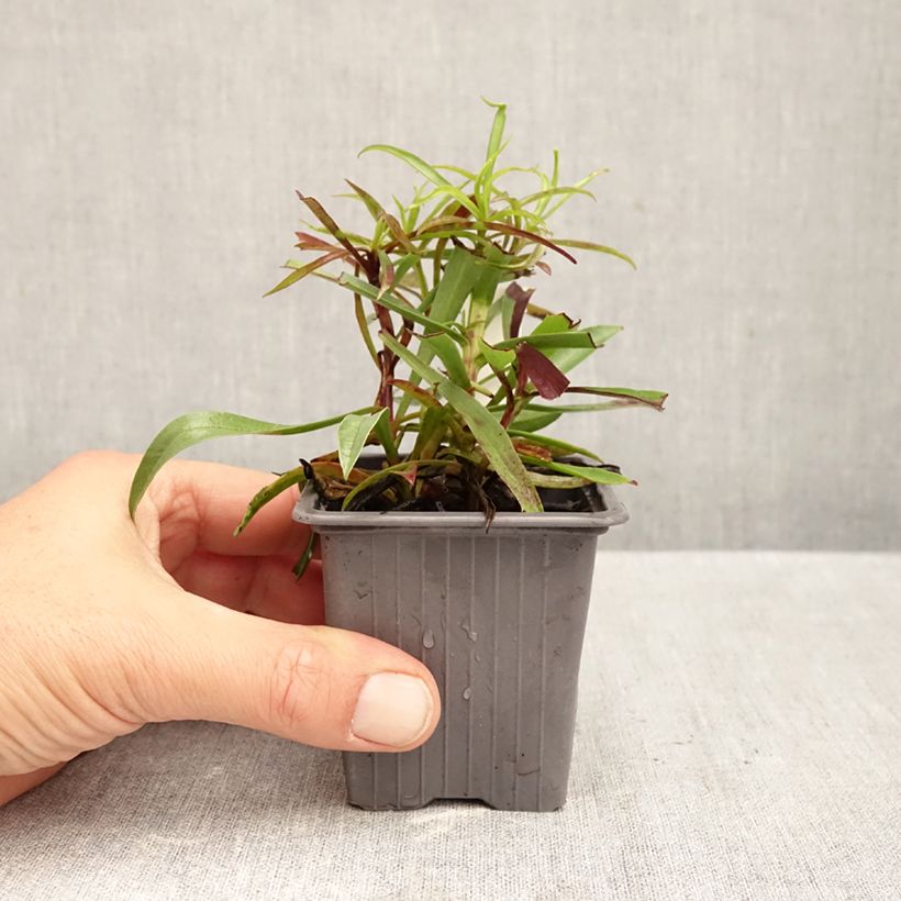 Amostra de Digitalis obscura Vaso de 8/9 cm tal como entregue no outono